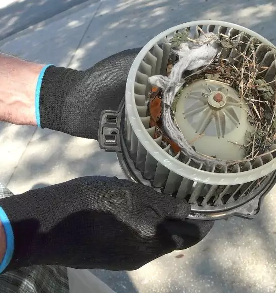 About Air Duct Mice Removal in Schertz, TX